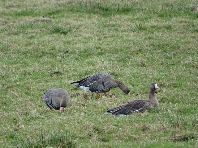 为球队竞争 为球队竞争
