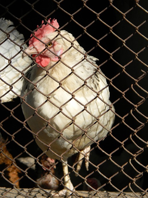 得分王和抢 得分王和抢